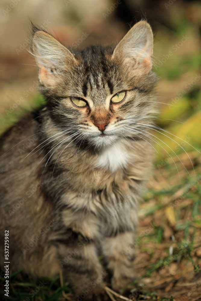 Portrait of cute grey wild cat