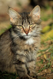 Portrait of cute grey wild cat