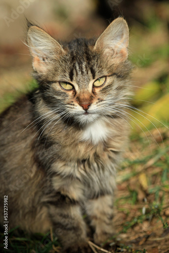 Portrait of cute grey wild cat © olena