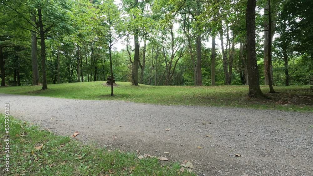 Green trees in the park