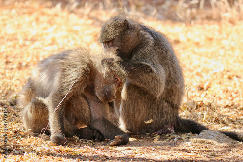 Chacma Baboons grooming one another, Pilanesberg National Park, South Africa