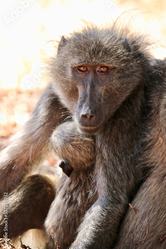 Chacma baboon and infant, Pilanesberg National Park, South Africa © Kim