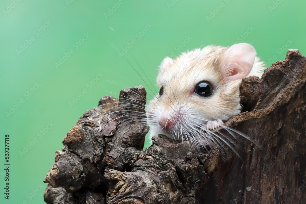 Garbil Cute gerbil fat tail crawls on wood, Garbil fat tail closeup head Stock ...