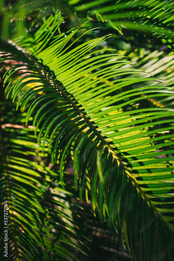 Blurred Green palm leaves in a sunlight. Summer background. Blurred Green palm leaves in a sunlight. Summer background.