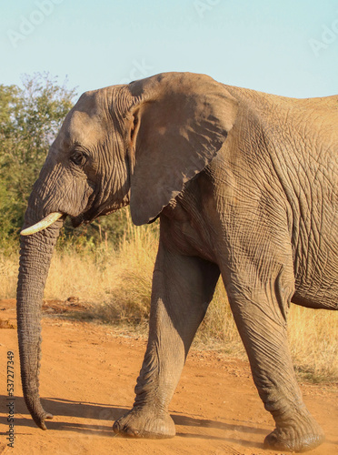 African Elephant  Kruger National Park  South Africa