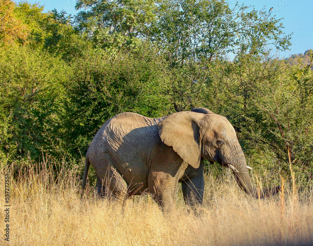 Fototapeta premium African Elephant, Kruger National Park, South Africa