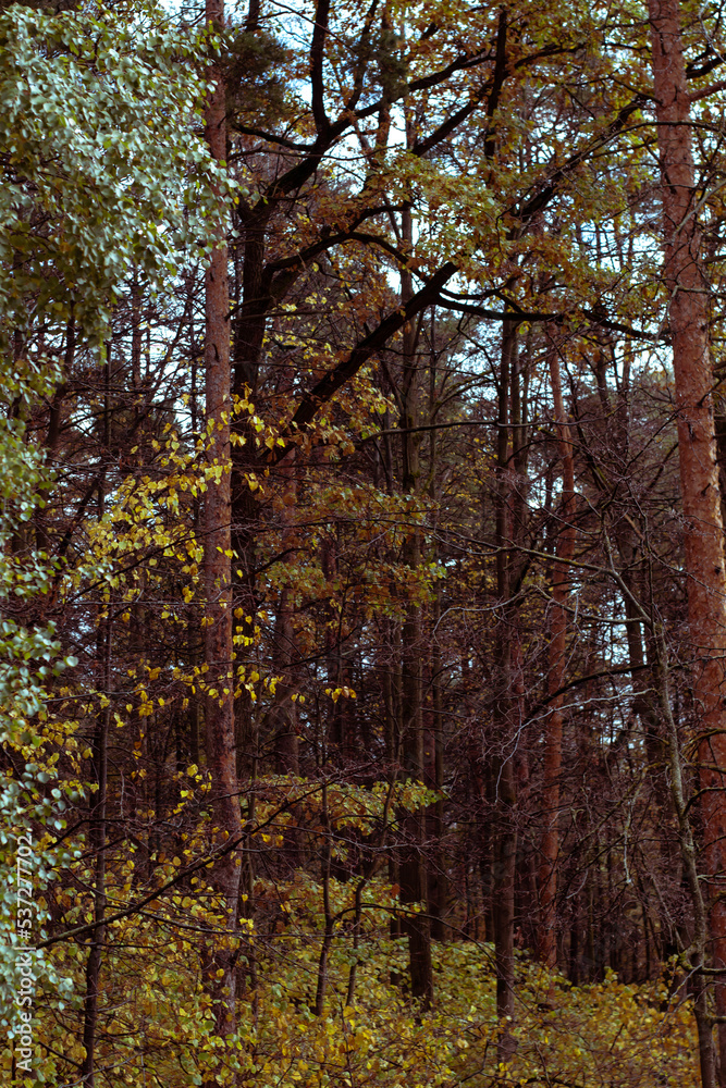 autumn in the forest