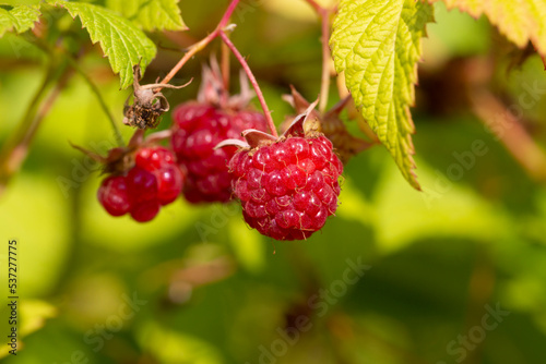 Fruits of raspberry and green leaves on a bush branch on a blurry green background