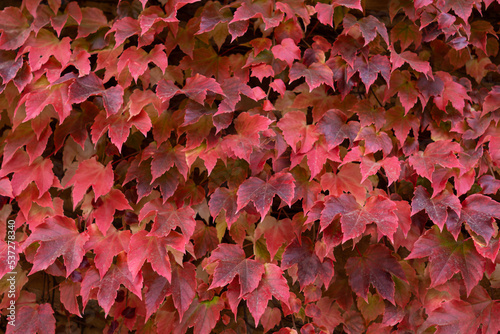 colorful red autumn leaves background
