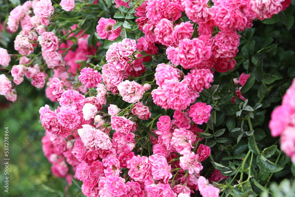 Bush of pink roses Bush of pink roses