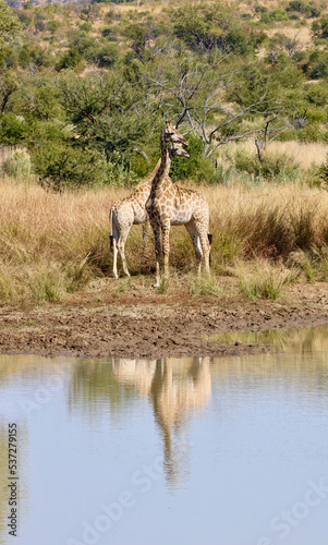 Giraffe, Pilanesberg National Park, South Africa
