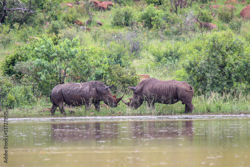 White Rhinoceros bulls challenging for dominance, Pilanesberg National Park, South Africa