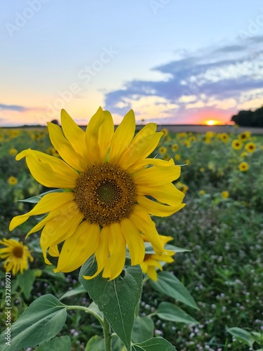 Sonnenblume mit Sonnenuntergang