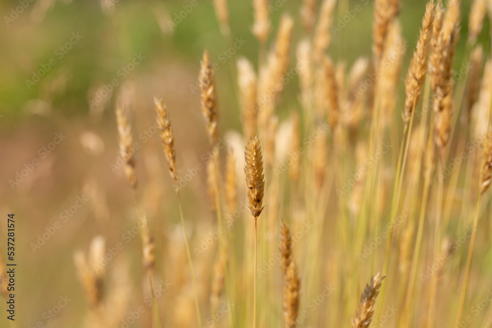 Anthoxanthum odoratum golden spikelets in a summer field