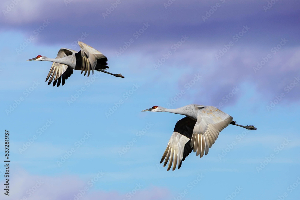 Obraz premium Sandhill Cranes - Flight