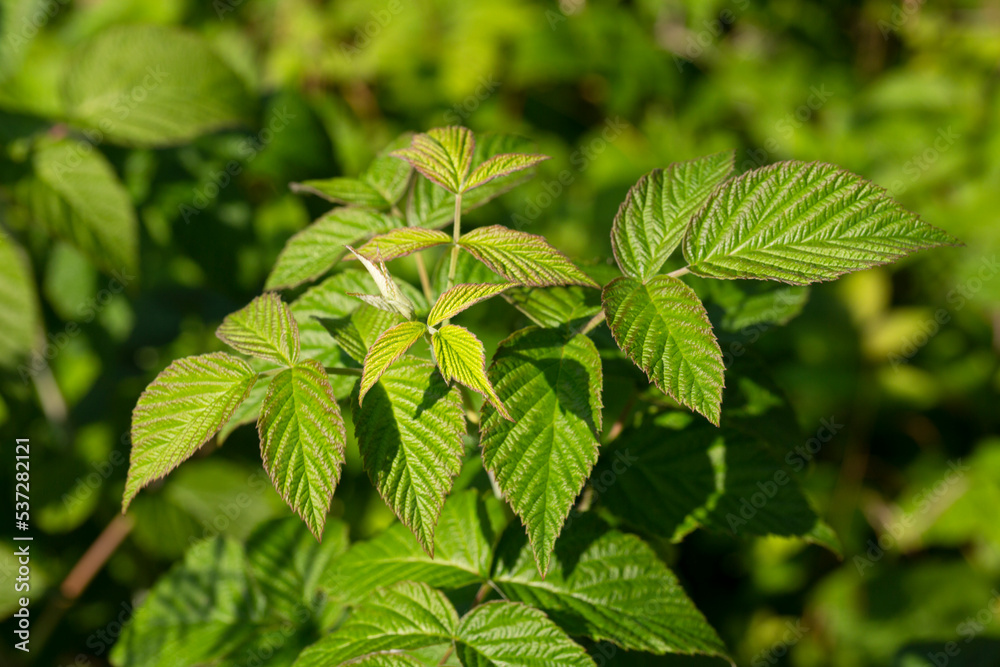 Beautiful green leaves on raspberries in nature . Beautiful green leaves on raspberries in nature .