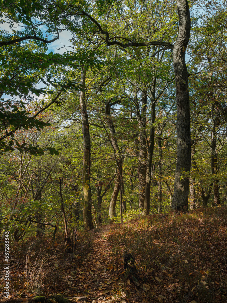 Herbstlicher Mischwald Dammelsberg