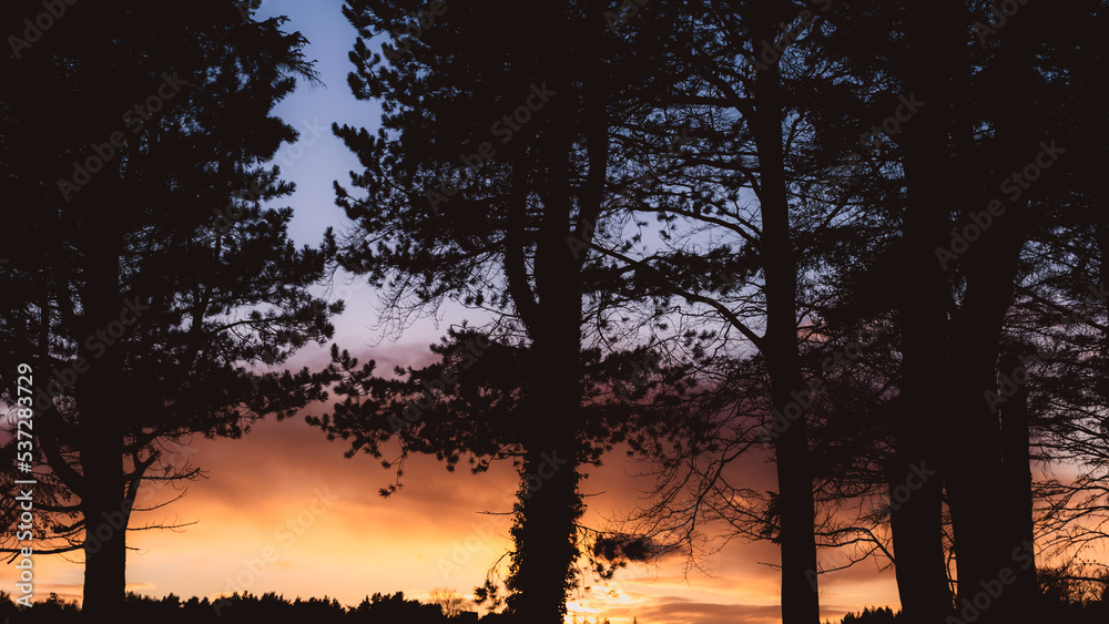 Sunset Tree silhouette 