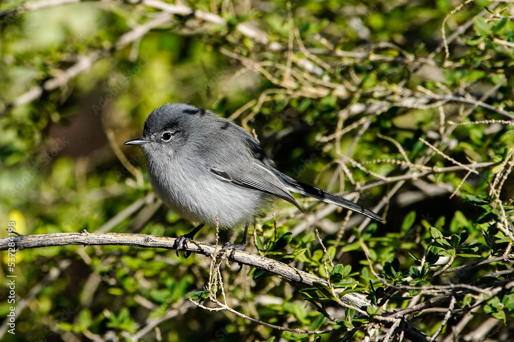 Obraz premium Gnatcatcher - Arizona