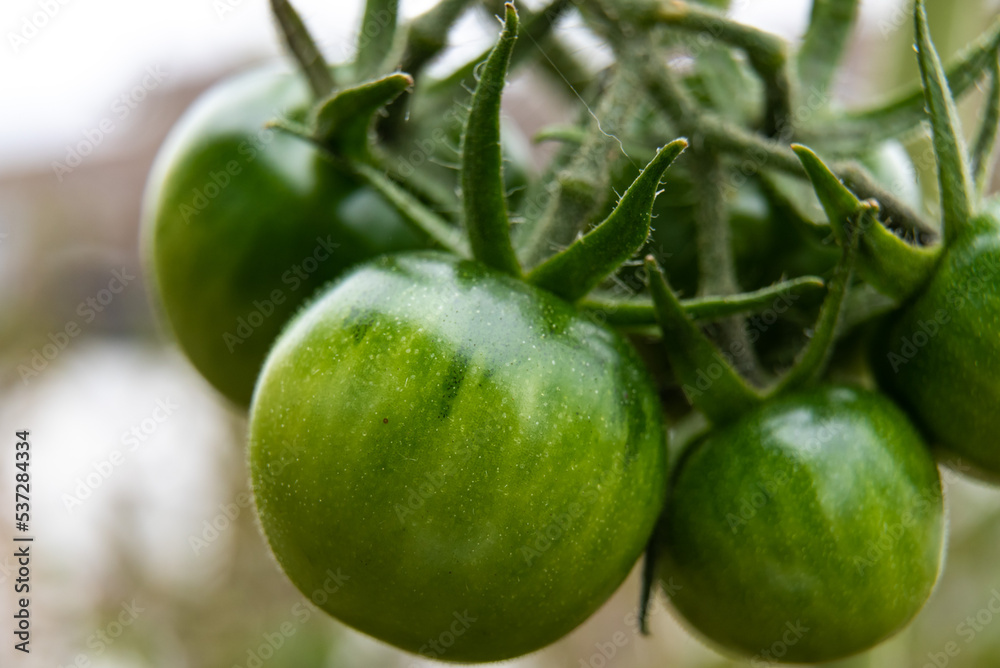 Macro photo of green, unripe bunch of cherry tomatoes Macro photo of green, unripe bunch of cherry tomatoes