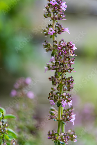 Blooming thym, thumus vulgaris. Green and purple macro photo