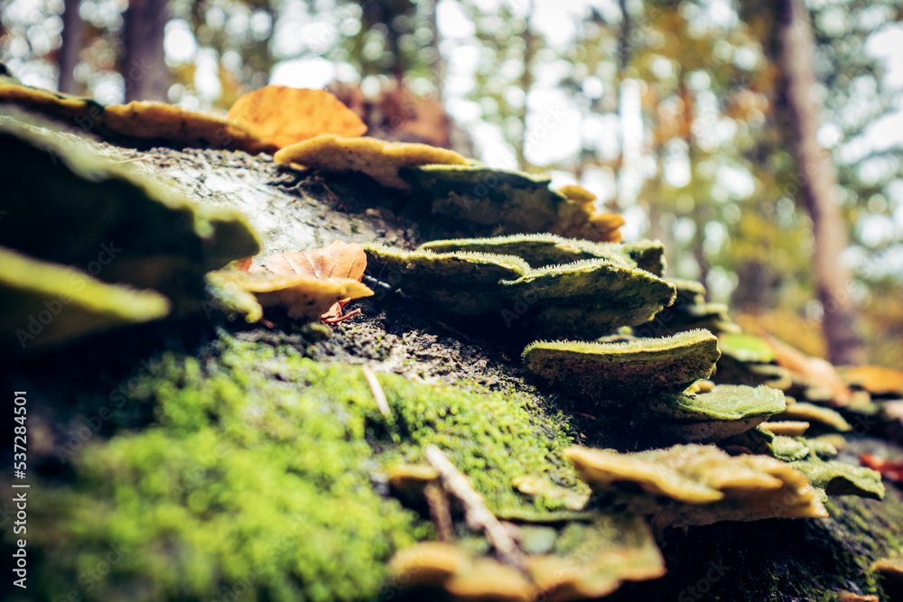 Obraz premium Autumn Hiking in Bavarian Alps
