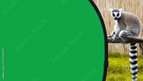 ring tailed lemur sits near the green screen and eats. slow motion