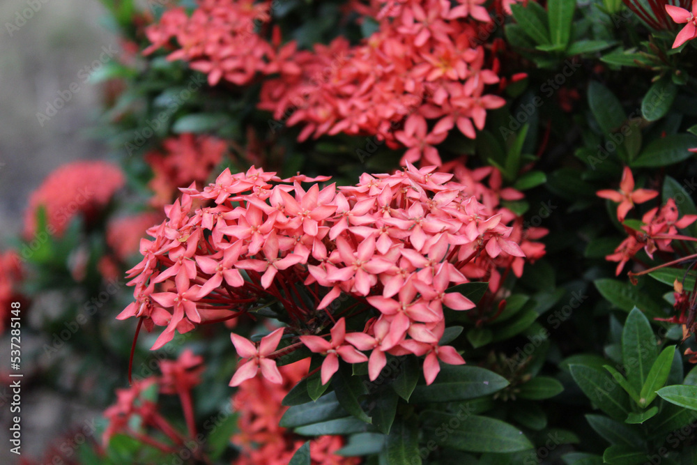 Red Ixora flower plant blooming on the garden Red Ixora flower plant blooming on the garden