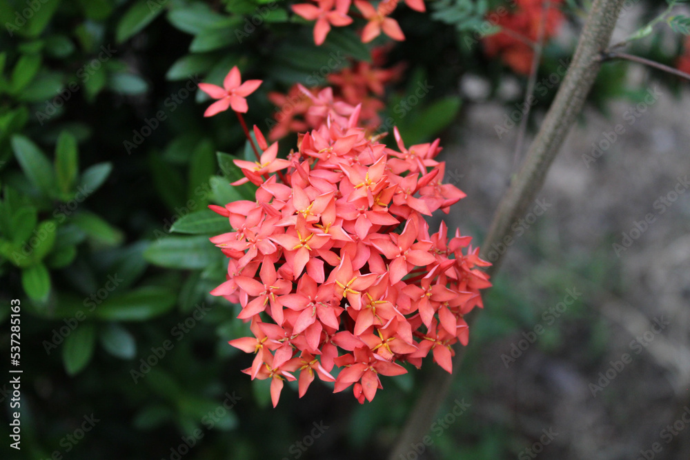 Red Ixora flower plant blooming on the garden Red Ixora flower plant blooming on the garden
