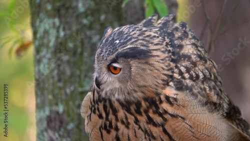 Eurasian Eagle Owl Closeup Clip photo