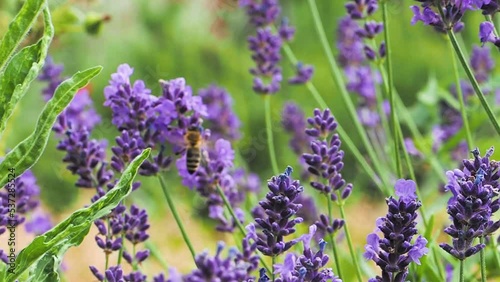 Lavendel und Bienen - lavandula angustifolia 