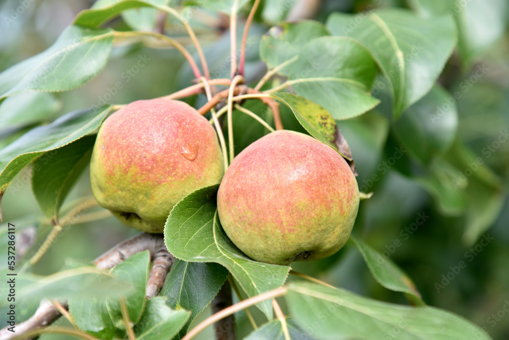 Juicy pear fruits on branches in autumn on a bright day. Pear harvest in the garden. Juicy pear fruits on branches in autumn on a bright day. Pear harvest in the garden.