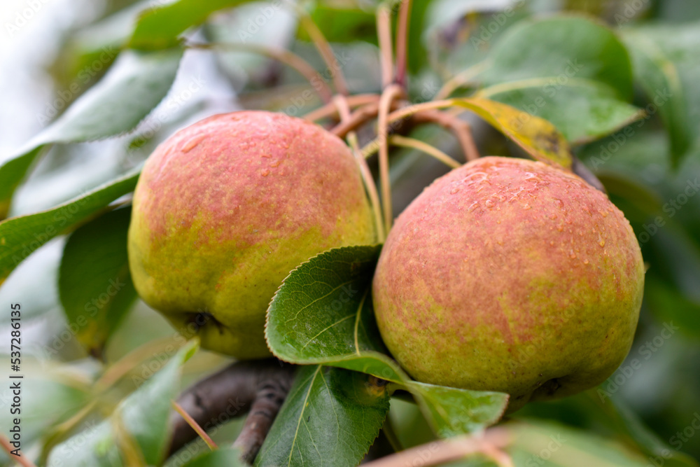 Juicy pear fruits on branches in autumn on a bright day. Pear harvest in the garden. Juicy pear fruits on branches in autumn on a bright day. Pear harvest in the garden.