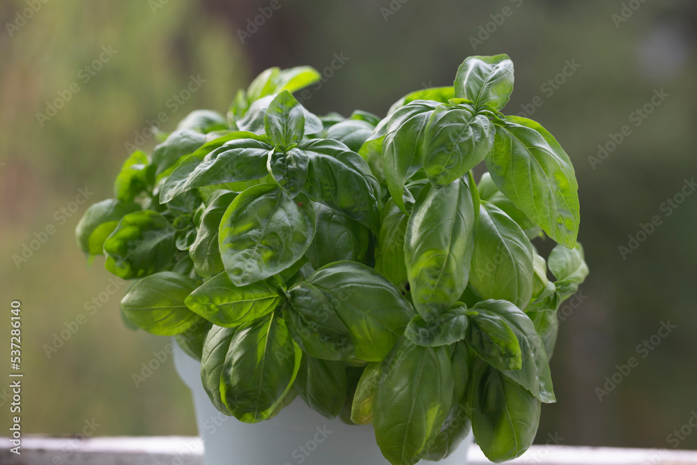 Obraz premium Fresh basil on a dark background. Green basil. Green basil on a dark background. Food background.