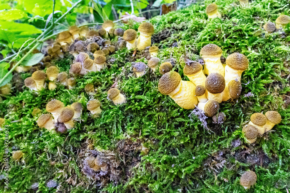 Rasen des wandelbaren Hallimaschs im Siebengebirg auf Totholz Rasen des wandelbaren Hallimaschs im Siebengebirg auf Totholz