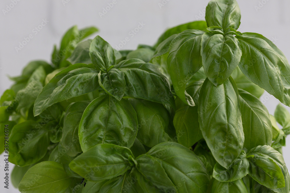 Fresh basil on a dark background. Green basil. Green basil on a dark background. Food background. Fresh basil on a dark background. Green basil. Green basil on a dark background. Food background.
