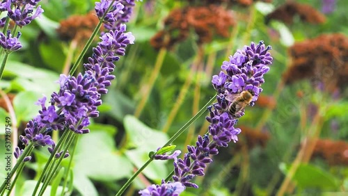 Lavendel und Bienen - lavandula angustifolia 