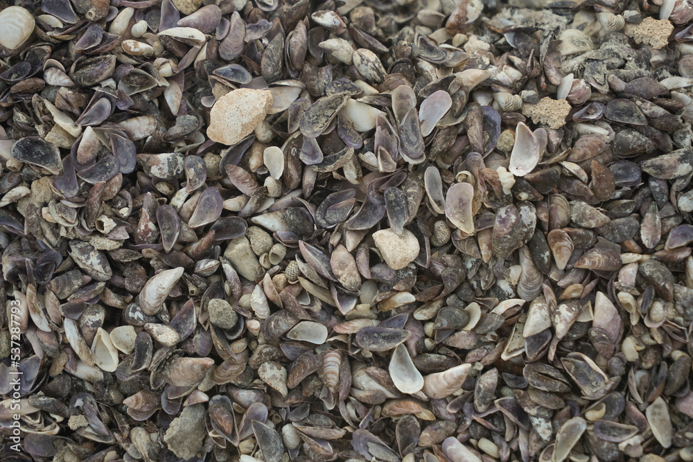 Summer background pattern from seashells. Shell close-up. Ocean coast. Sea cost background. Top view. Seashells background, lots of amazing sea shells Summer background pattern from seashells. Shell close-up. Ocean coast. Sea cost background. Top view. Seashells background, lots of amazing sea shells
