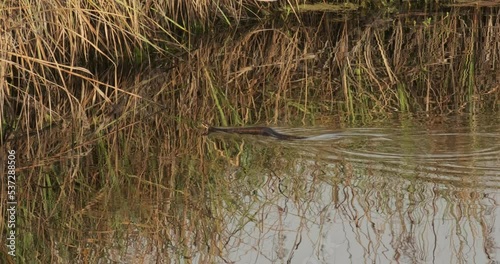Florida Wildlife Cottonmouth Snake  photo