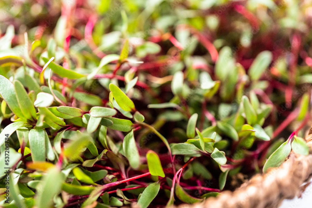 Radish microgreens Radish microgreens