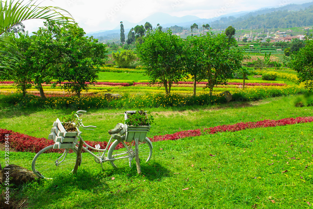 Colorful Nature. Green Meadows. An Old White Bike with Wooden Pots in a Garden of Flowers