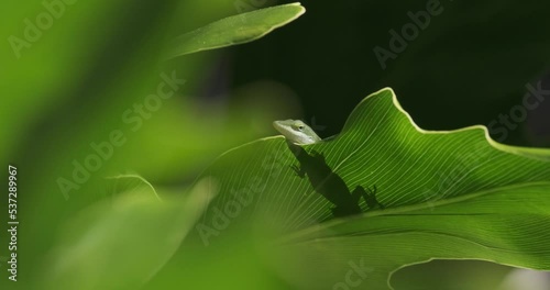 Green Lizard on Tropical Leaf