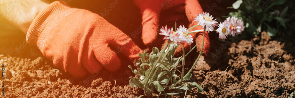 Ταπετσαρία male hands in red gloves of young mature man gardener and farmer plants daisy wildflowers on his suburban homestead in countryside village near house gardening and decorating land