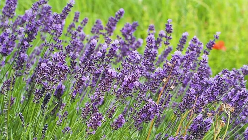 Lavendel und Bienen - lavandula angustifolia 