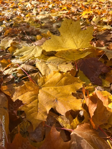 Autumn falling leaves on the ground  yellow and red dry leaves  natural background