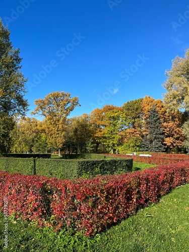 Beautiful autumn trees with colored leaves, autumn trees in the park, blue sky