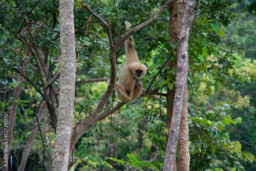 Gibbons à mains blanches dans un parc animalier près de Ratchaburi en Thaïlande