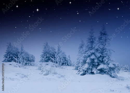 Verschneite Tannenbäume in einer kalten winternacht