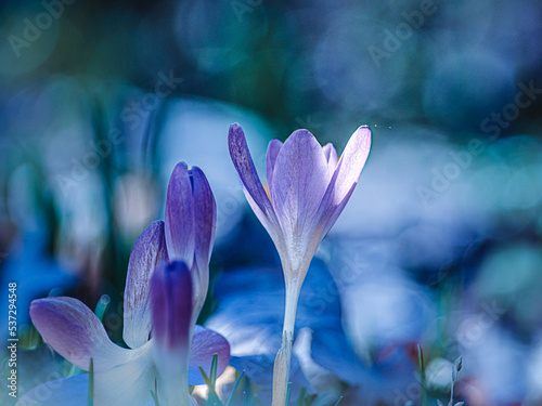 crocus 2