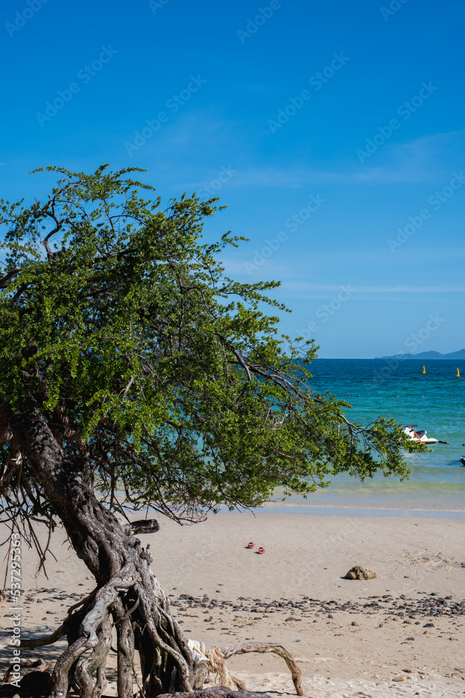 Tree with seascape in Koh larn island in pattaya beach, Thailand